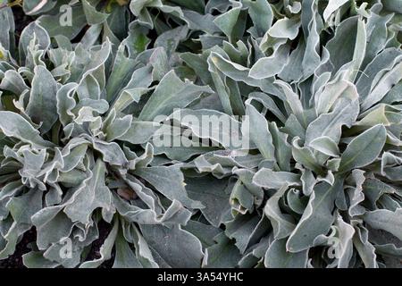 Top-down-Ansicht des dichten Lychnis-Coronaria-Laubs. Die silbrigen, samtigen Blätter füllen den Rahmen und betonen ihre Textur und sanften Töne, ideal für bota Stockfoto