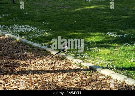 Eine schwarz-weiße Elster mit blauem Glanz auf den Flügeln thront am Rande eines grünen Rasens, der mit kleinen weißen Blüten und einem Holzspäne bedeckt ist Stockfoto