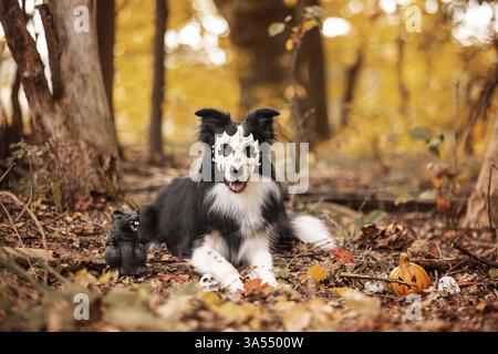 Border Collie Stockfoto