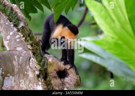 Weißgesichtiger Kapuzineraffe (Cebus capucinus) trinkt Wasser aus einem Loch in einem Baum im Regenwald, Costa Rica. Stockfoto