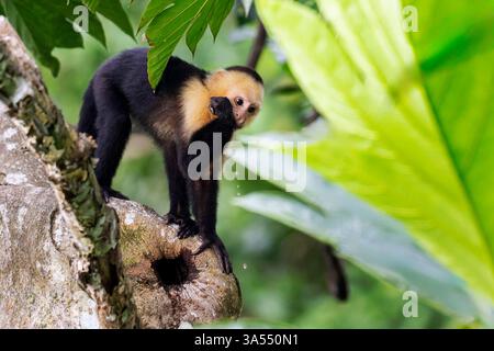 Weißgesichtiger Kapuzineraffe (Cebus capucinus) trinkt Wasser aus einem Loch in einem Baum im Regenwald, Costa Rica. Stockfoto