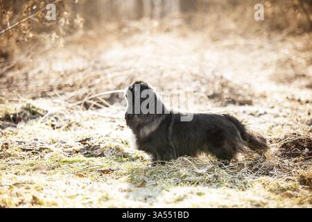 Schwarzer Pekingese Stockfoto