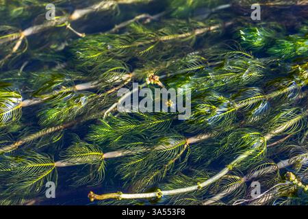 Ceratophyllum demersum Wasserpflanze in einem Bach. Stockfoto