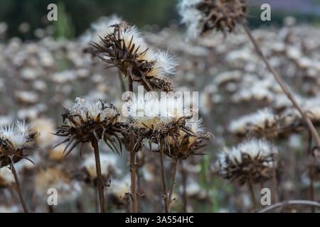 Mariendistel Samenkopf - lateinischer Name - Silybum marianum. Stockfoto