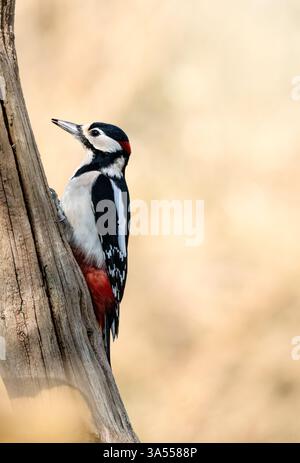 Männlicher Großspecht, der auf Baumstamm thront Stockfoto