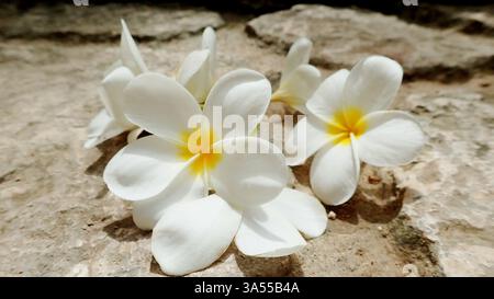 Plumerias in der Sonne in Mexiko Stockfoto