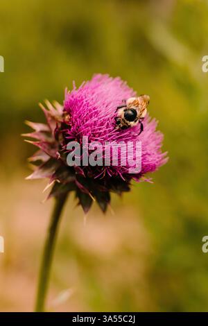 Hummel auf der Milchdistel Wildflower in Colorado Mountains Stockfoto
