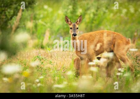 Rehe mit Saugkalb auf einer Wiese, Zarzecze, Polen Stockfoto