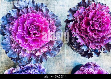 Zierkohl-Pflanzen in einer Gärtnerei. Violetter dekorativer Grünkohl. Gartenkonzept. Stockfoto