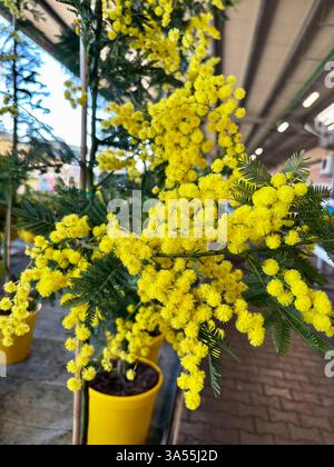Gelbe Mimosa-Blüten in einem Kinderzimmer. Muttertag, Frauentag. Ostern, Frühlingsferien Konzept. Stockfoto
