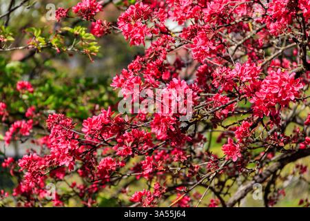 Blühender rosafarbener Krabben-Apfelbaum im Frühling Stockfoto