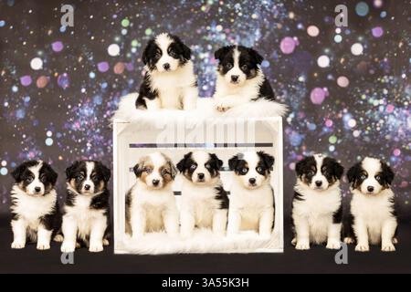 Australian Shepherd Welpen Stockfoto