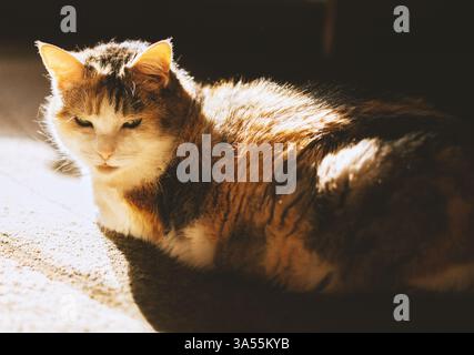 Niedliche schlafende Hauskatze zu Hause Stockfoto