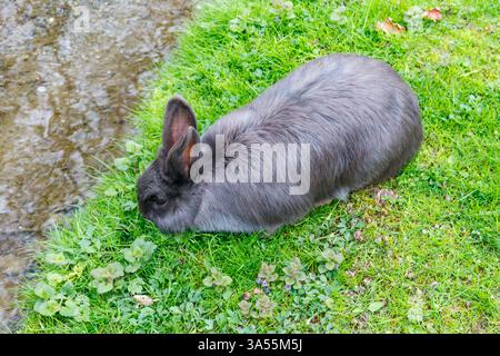 Schönes Kaninchen, das im grünen Gras auf einem Rasen sitzt Stockfoto