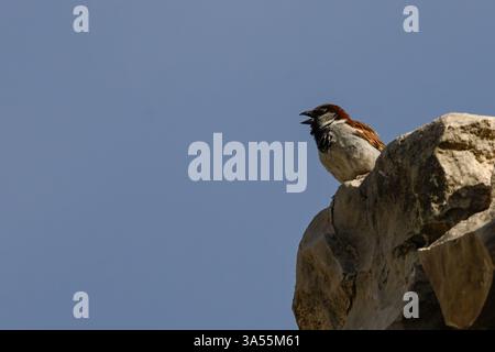 Ein männlicher spanischer Spatzen (Passer hispaniolensis) sitzt auf einem zerklüfteten Felsen und singt vor einem klaren blauen Himmel. Stockfoto