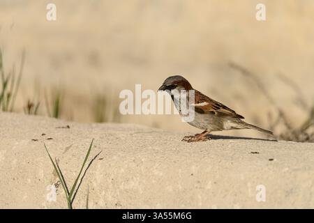 Ein männlicher spanischer Spatzen (Passer hispaniolensis), der in warmem natürlichem Licht auf einem Steinvorsprung steht. Stockfoto