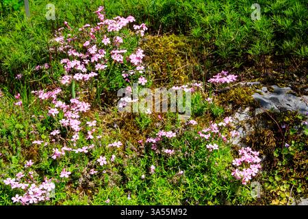 Getuftete Phlox oder Columbia Phlox (Phlox douglasii) im Garten Stockfoto