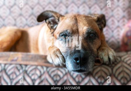 Entspannter Senior gemischter Ingwerhund, der auf gemustertem Sofa liegt und einen ruhigen und zufriedenen Ausdruck zeigt. Nahaufnahme-Porträt hebt die ruhige Lage des Hundes hervor Stockfoto
