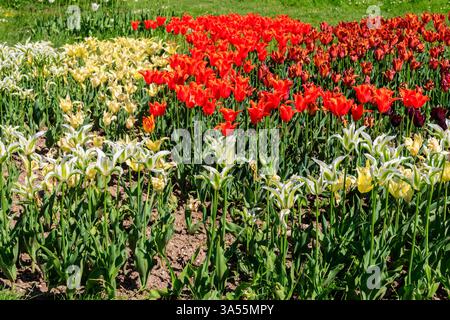 Beautiful multicolored tulips in a flower park at spring Stockfoto