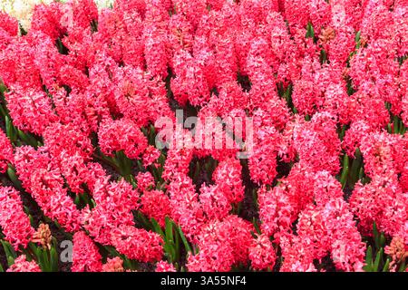 Wunderschöne rosa Hyazinthen im Garten Stockfoto