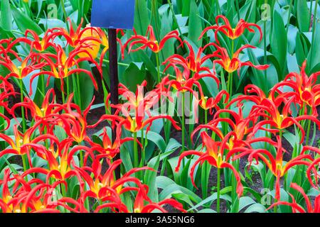 Schöne rote und gelbe Tulpen gehen rot mit ungewöhnlich schmalen Blütenblättern in einem Garten Stockfoto