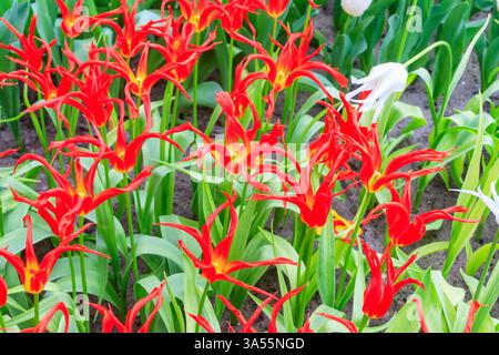 Schöne rote und gelbe Tulpen gehen rot mit ungewöhnlich schmalen Blütenblättern in einem Garten Stockfoto