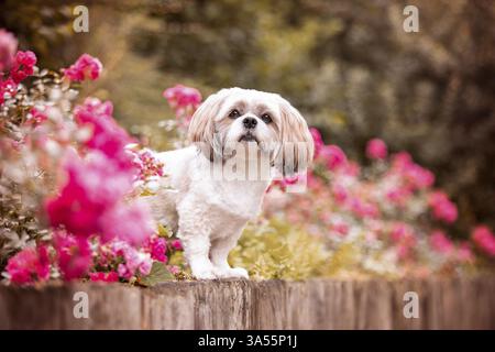 Shih Tzu Stockfoto