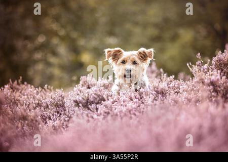 Yorkshire-Terrier Stockfoto