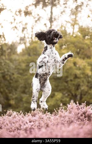 Labradoodle Stockfoto
