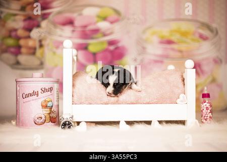 Australian Shepherd Welpen Stockfoto