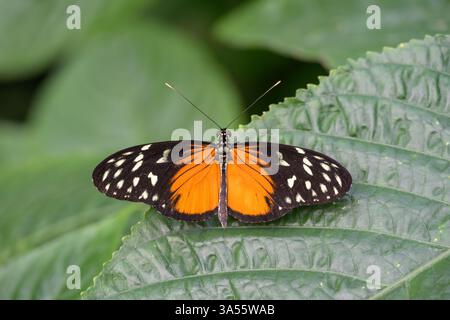 Tiger Longwing Butterfly (Heliconius hekale), auch bekannt als Hecale Longwing, Golden Longwing oder Golden Heliconian. Mexiko / Peru Stockfoto