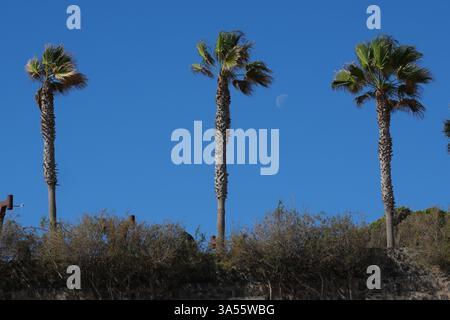 Palmen unter einem hellblauen Himmel mit dem Mond bei Tageslicht, gefangen auf der Vulkaninsel Teneriffa, Kanarische Inseln. Stockfoto