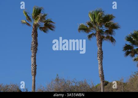 Palmen unter einem hellblauen Himmel mit dem Mond bei Tageslicht, gefangen auf der Vulkaninsel Teneriffa, Kanarische Inseln. Stockfoto