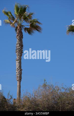 Palmen unter einem hellblauen Himmel mit dem Mond bei Tageslicht, gefangen auf der Vulkaninsel Teneriffa, Kanarische Inseln. Stockfoto