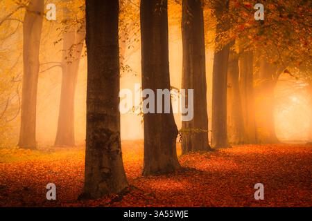 Ein Wald in goldenen Herbstfarben mit hellem Licht Stockfoto
