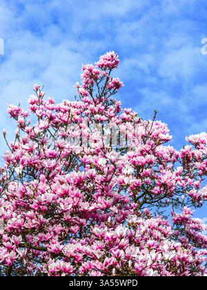 Magnolienbäume in voller Blüte im frühen Frühjahr (März) in den Gärten des Chateau de Tours - Tours, Indre-et-Loire (37), Frankreich. Stockfoto