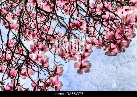 Magnolienbäume in voller Blüte im frühen Frühjahr (März) in den Gärten des Chateau de Tours - Tours, Indre-et-Loire (37), Frankreich. Stockfoto