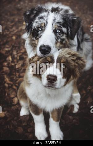 Männliche Australian Shepherd Stockfoto