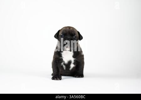 American Bully XL Puppy Stockfoto