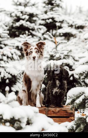 Hunde Stockfoto