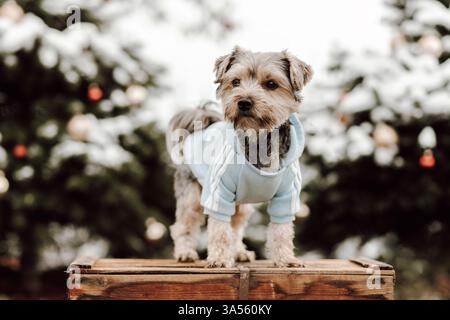 Yorkshire-Terrier Stockfoto