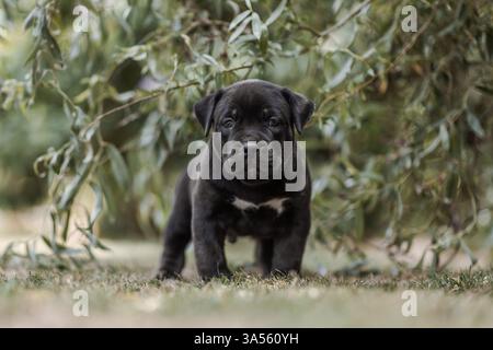 American Bully XL Puppy Stockfoto