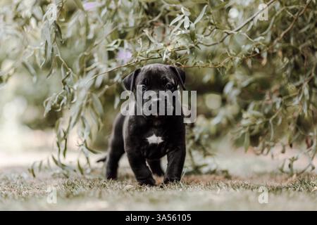 American Bully XL Puppy Stockfoto