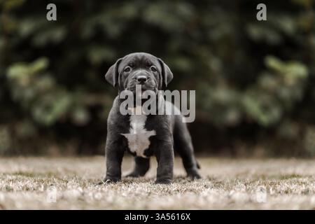American Bully XL Puppy Stockfoto