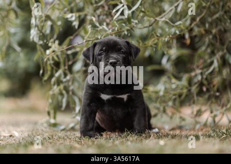American Bully XL Puppy Stockfoto