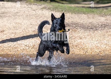 Ein schwarzer Schäferhund spielt im Highland Water, New Forest National Park, Brockenhurst, Hampshire, England, Vereinigtes Königreich. Stockfoto