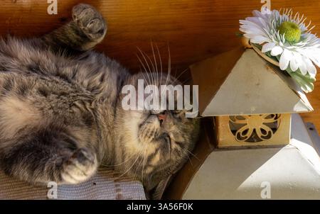 Primer plano de un gato atigrado durmiendo plácidamente boca arriba y los ojos cerrados. La escena überträgt tranquilidad y ternura. Stockfoto