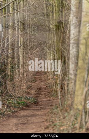 path through an avenue of trees Stockfoto