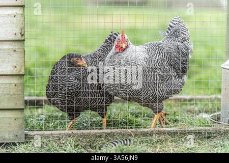 Zwei vergitterte Steinhühner in einem Stall Stockfoto
