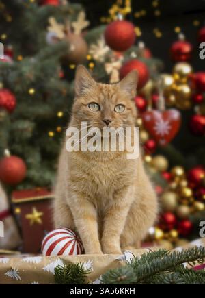 rote Katze Stockfoto